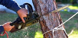 Best Tree Risk Assessment  in Old Westbury, NY